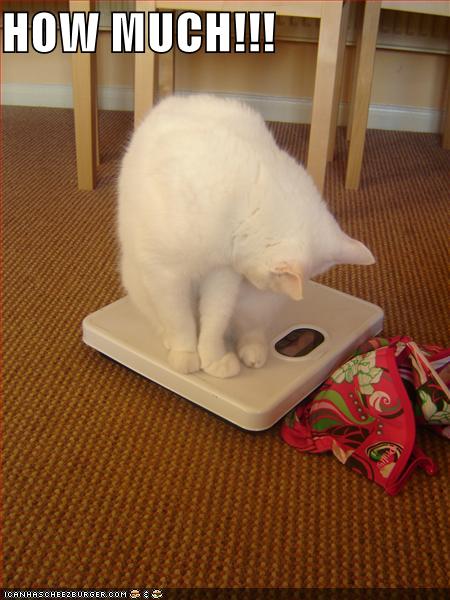 Funny cat weighs itself