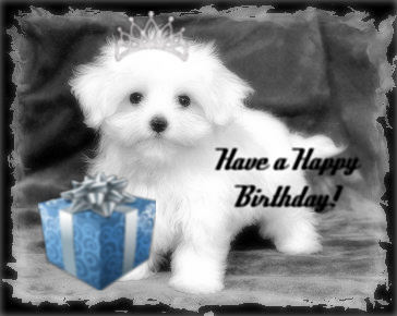 Happy Birthday Maltese Pictures, Images and Photos